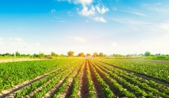 Lojas Agropecuárias