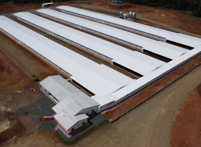 Granja de Aves - Postura e Recria